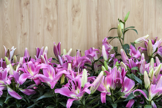 Purple lilies  / Garden lilies , purple