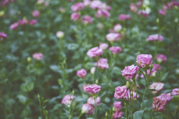 Purple roses / Purple roses garden