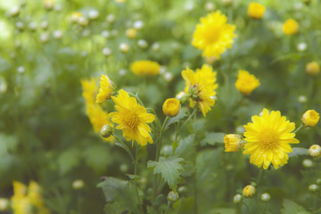 Yellow flower garden / Yellow flower background