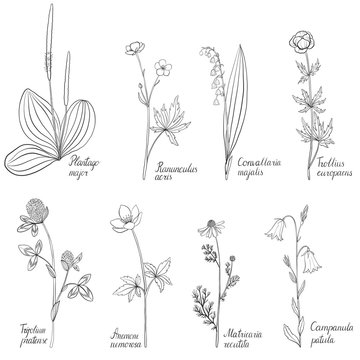 Set of drawing flowers and plants
