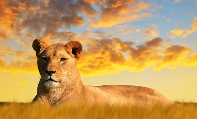 Lioness on the savannah at sunset. Wildlife photo.