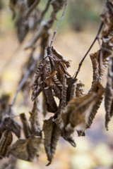 Autumn brown leaves on a branch