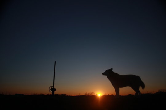 夕日と犬のシルエット