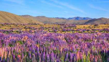 Fototapeta premium View of Lupin Flower Field near Lake Tekapo Landscape, New Zealand. Various, Colorful Lupin Flowers in full bloom with the background of mountain ranges.