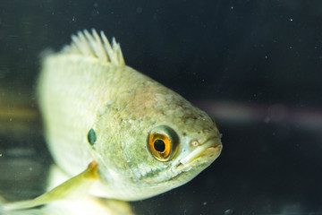 Anabas testudineus the climbing perch is a species of fish in the family Anabantidae the climbing...