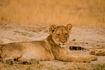 Fototapeta na wymiar Löwinnen Gruppe in der Savanne vom in Simbabwe, Südafrika