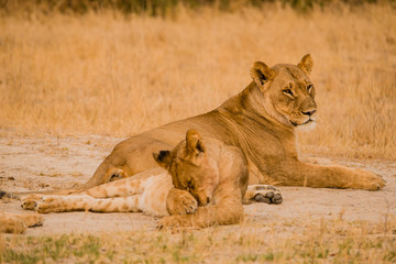 Löwinnen Gruppe in der Savanne vom in Simbabwe, Südafrika