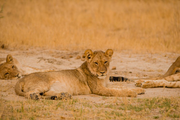 Löwinnen Gruppe in der Savanne vom in Simbabwe, Südafrika