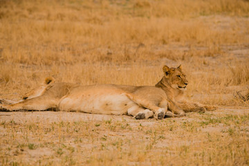 Löwinnen Gruppe in der Savanne vom in Simbabwe, Südafrika