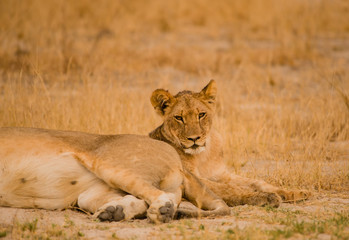 Fototapeta na wymiar Löwinnen Gruppe in der Savanne vom in Simbabwe, Südafrika