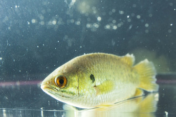 Anabas testudineus the climbing perch is a species of fish in the family Anabantidae the climbing gouramis. It is native to Asia where it occurs from India east to China and to the Wallace Line