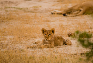 Löwinnen Gruppe in der Savanne vom in Simbabwe, Südafrika