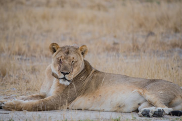 Löwinnen Gruppe in der Savanne vom in Simbabwe, Südafrika