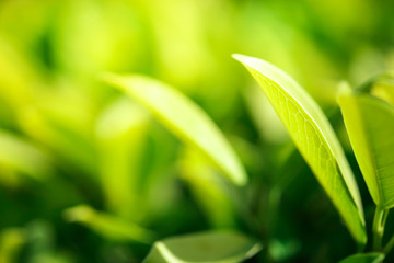 Closeup nature view of green leaf in garden at summer under sunlight. Natural green plants landscape