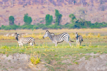 Fototapeta na wymiar Zebras in the Chobe National Park, Botswana. Wildlife Safari in the african national parks and wildlife reserves.