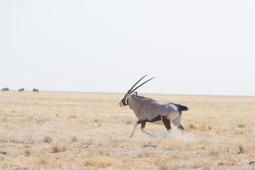Oryx standing in the african savannah, the majestic Etosha National Park, best travel destination...