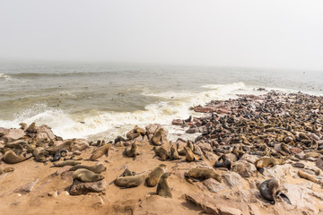 The seal colony at Cape Cross, on the atlantic coastline of Namibia, Africa. Expansive view on the beach, the rough ocean and the foggy sky.