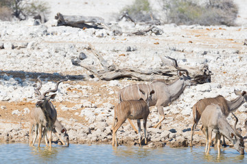 Herd of Kudu drinking from Okaukuejo waterhole. Wildlife Safari in the Etosha National Park, majestic travel destination in Namibia, Africa.