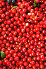 Bilberries or whortleberries or cowberries or mountain cranberries or lingonberry or foxberry many red autumn berries fruits 