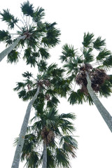 green palm tree on white background