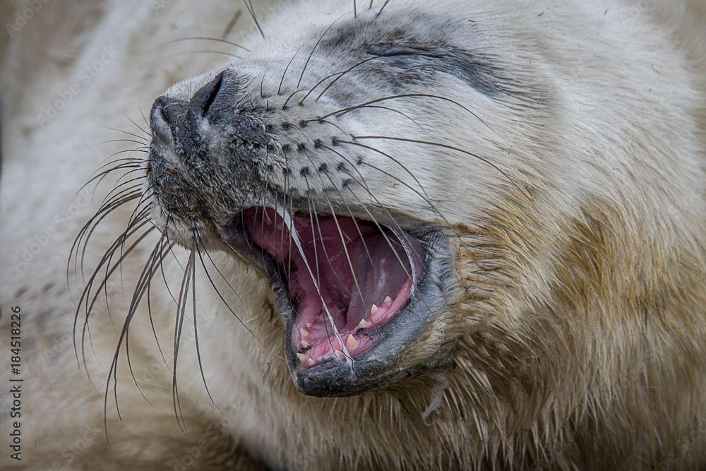 Aufkleber very close photograph of a grey seal pup yawning with its mouth open and showing its teeth