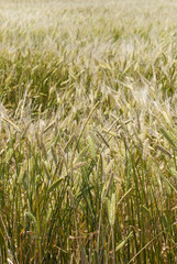 fame grass at the jeju, korea.