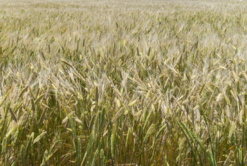 fame grass at the jeju, korea.