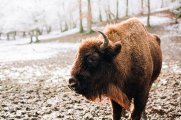 Bison during winter. European bison (Wisent, Bison bonasus) in winter forest.