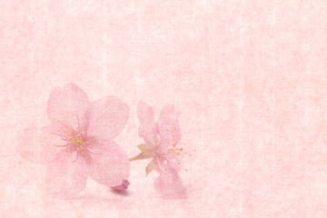 Fototapeta na wymiar 桜の花 和紙背景