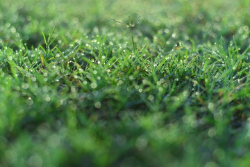 Spring or summer abstract scenes. Nature background with water drops on a green grass macro.