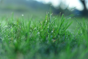 Spring or summer abstract scenes. Nature background with water drops on a green grass macro.