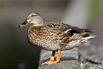 Mallard (Anas platyrhynchos), female duck standing at edge of pond, Helston, Cornwall, England, UK.