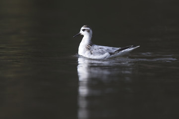 Red Phalarope, (Grey Phalarope, Phalaropus fulicarius) swimming, Helston, Cornwall, England, UK.