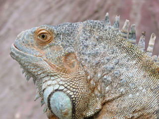  Iguana. The City Of Gelendzhik. Krasnodar Krai. (The Vast Russia! Sergey, Bryansk.)