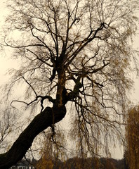 Mystische Bäume am winterlichen Schweriner See