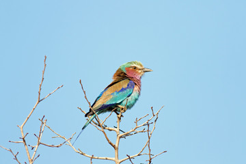 Fluffy Lilac Breasted Roller perched on a tree in south luangwa, zambia