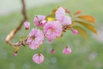 八重桜