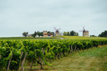Fototapeta na wymiar French vineyards and old wind mills