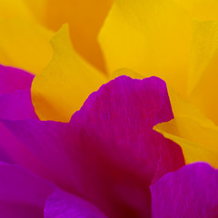 Wonderful pink and yellow abstract background. small depth of field . used as background. color in nature. macro