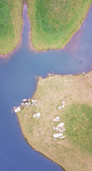 Farming field in Tasmania, Australia