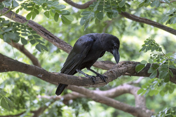 The crow is on a branch on a beautiful natural blurred background.