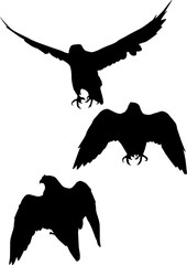 three hawk silhouettes on white