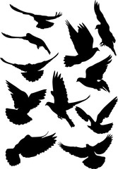 pigeon black isolated eleven silhouettes
