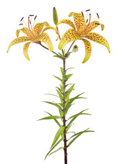 Fototapeta na wymiar yellow tiger isolated lily flower with buds and two blooms