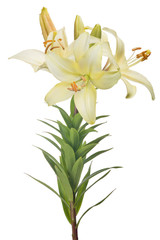 isolated light yellow lily flower with three blooms and buds