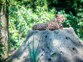 Close-up of a beautiful cheetah Acinonyx jubatus