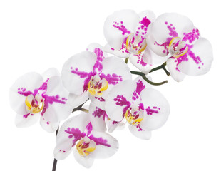 isolated large orchid with pink spots