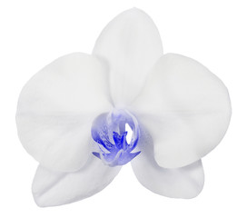 Fototapeta na wymiar fine light blue isolated orchid bloom