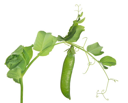 pea green pod with leaves on white