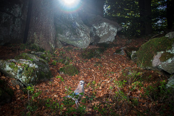 Fototapety na wymiar - Fototapeta24.pl